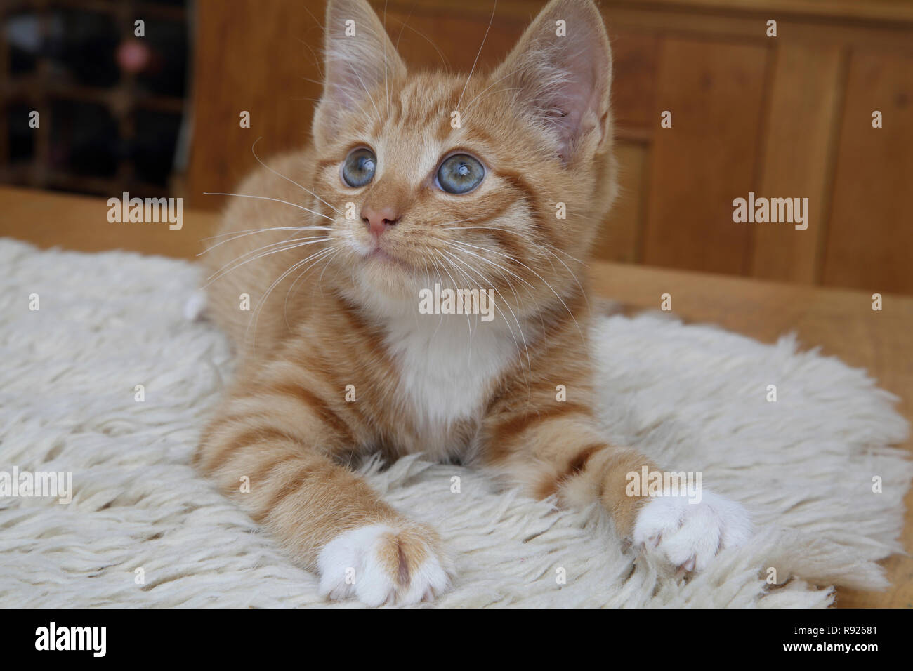 Portrait de chaton blanc et gingembre Banque D'Images