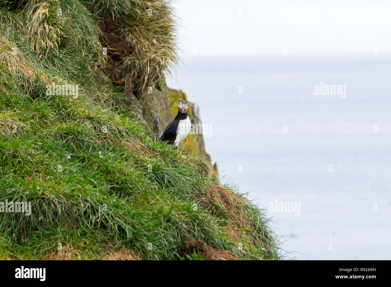 Macareux moine de Borgarfjordur fjord, est de l'Islande. La faune de l'Islande. Macareux moine commun. Fratercula arctica Banque D'Images Macareux moine de Borgarfjordur fjord, est de l'Islande. La faune de l'Islande. Macareux moine commun. Fratercula arctica Banque D'Images