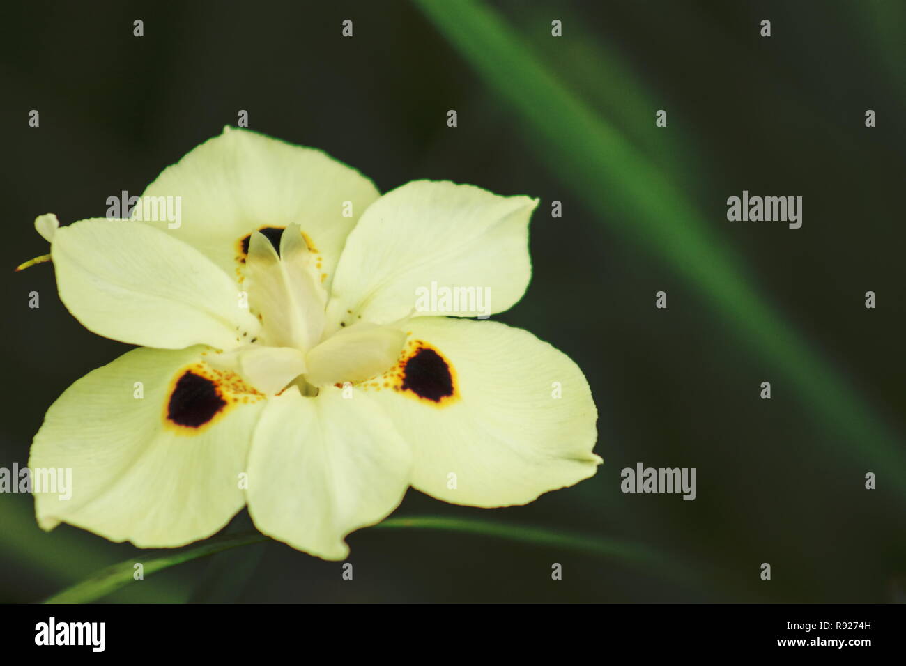 Close up image d'un iris sauvage jaune with copy space Banque D'Images