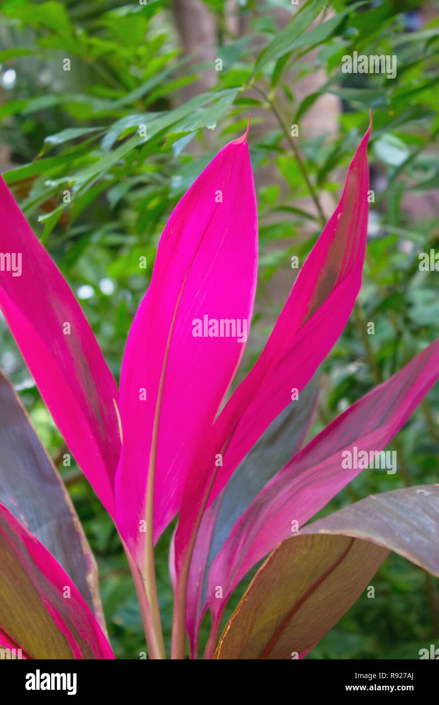 Close up image of Hawaiian Ti les feuilles des plantes Cordyline fruticosa Banque D'Images