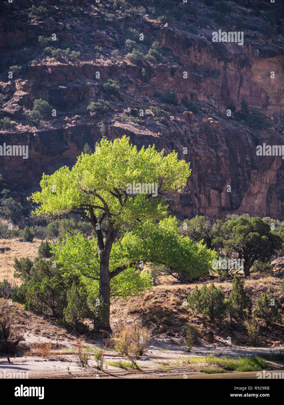 Peuplier de l'arbre à côté de la rivière, la désolation au nord du canyon de la rivière Verte, de l'Utah. Banque D'Images