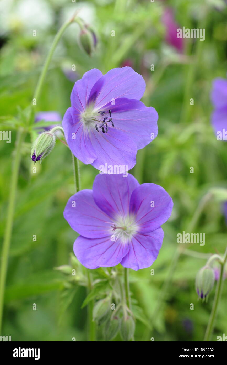 Geranium 'Spinners' fleurs dans un cottage anglais jardin, au début de l'été, UK Banque D'Images