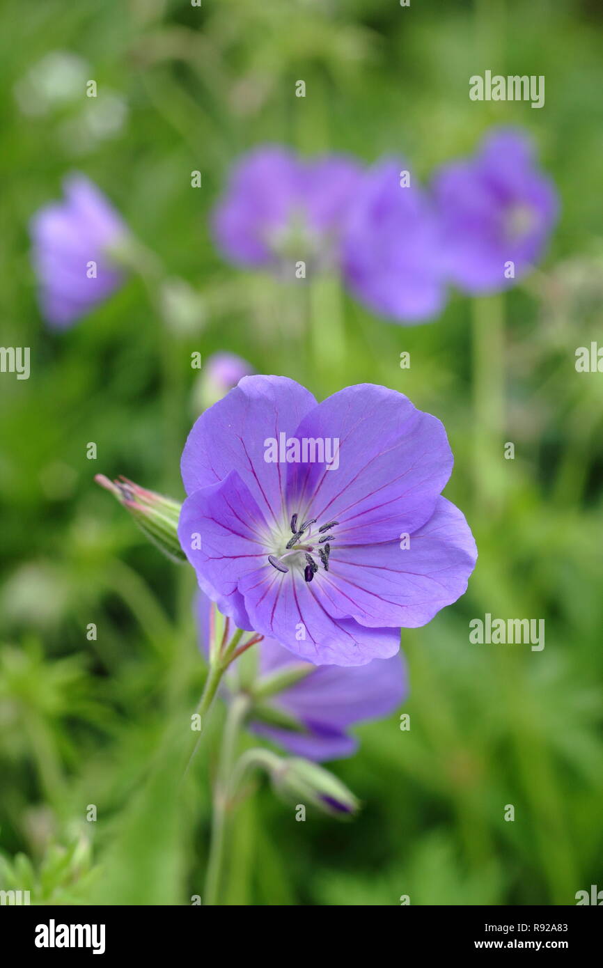 Geranium 'Spinners' fleurs dans un cottage anglais jardin, au début de l'été, UK Banque D'Images