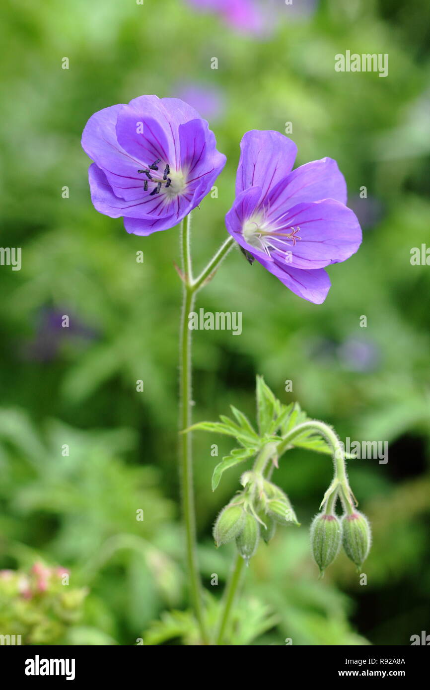Geranium 'Spinners' fleurs dans un cottage anglais jardin, au début de l'été, UK Banque D'Images