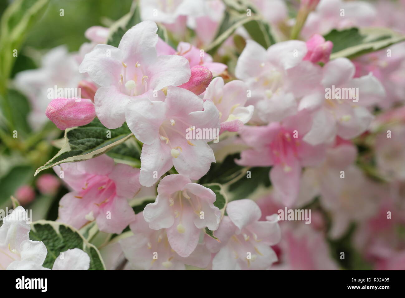 Fleurs et feuillage panaché de Weigela 'Sunny Fantasy' (Kolsunn), au début de l'été - juin, UK garden Banque D'Images
