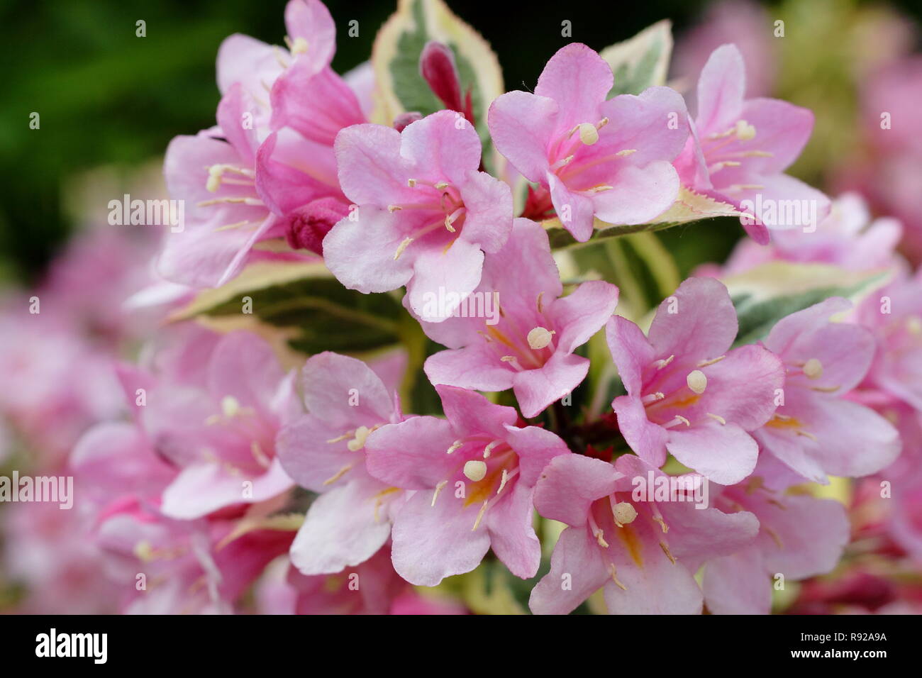 Weigela florida Rainbow' magique des fleurs dans un jardin anglais de l'été, UK Banque D'Images