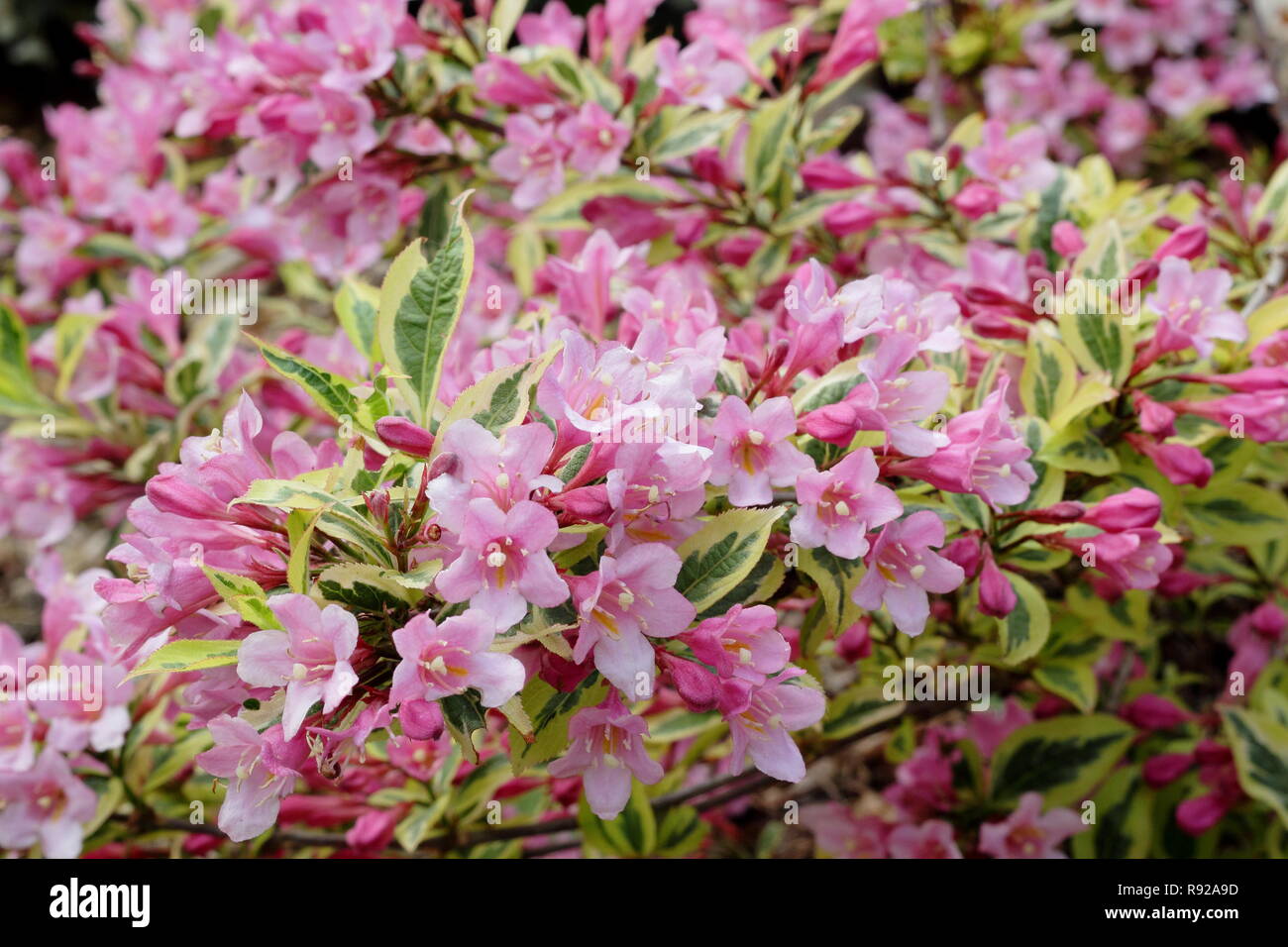 Weigela florida Rainbow' magique des fleurs dans un jardin anglais de l'été, UK Banque D'Images