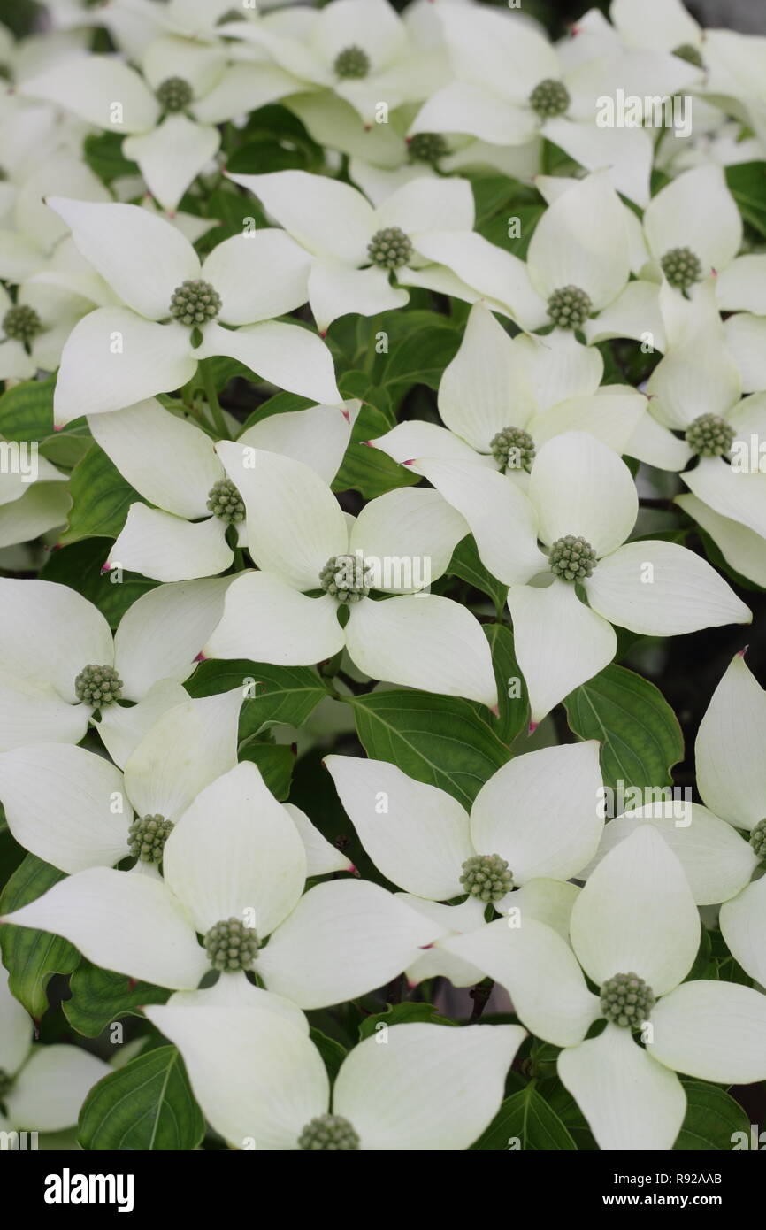 Cornus kousa var. chinensis 'China Girl'. Crémeux de bractées de la floraison du cornouiller chinois 'China Girl, début de l'été, UK Banque D'Images