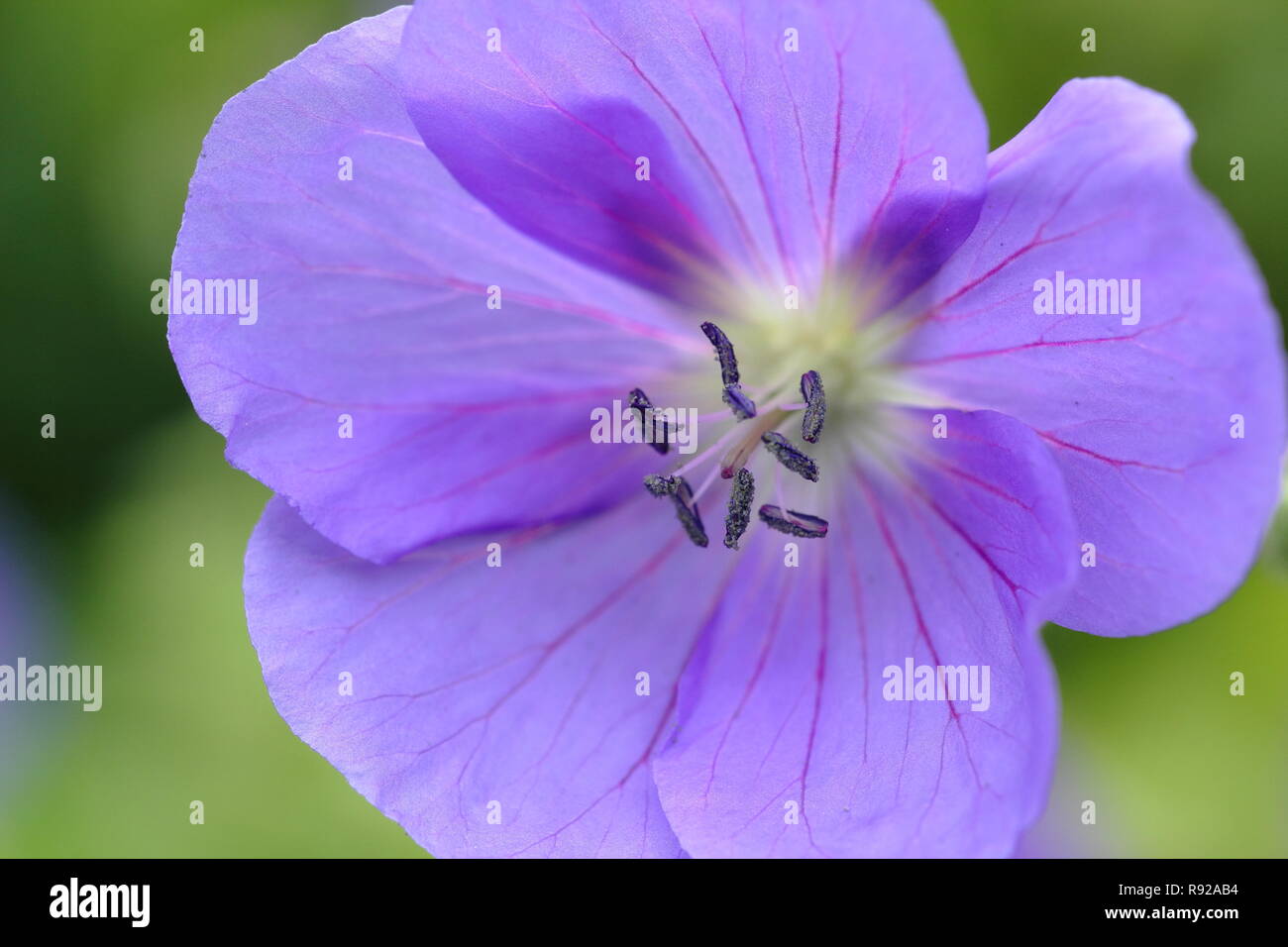 Geranium 'Spinners' fleurs dans un cottage anglais jardin, au début de l'été, UK Banque D'Images