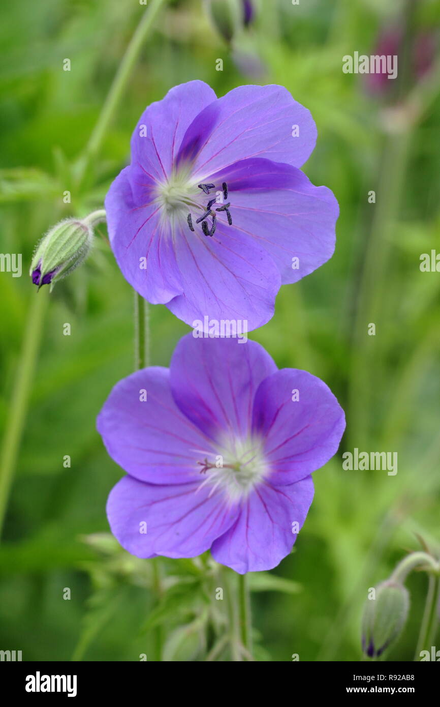 Geranium 'Spinners' fleurs dans un cottage anglais jardin, au début de l'été, UK Banque D'Images