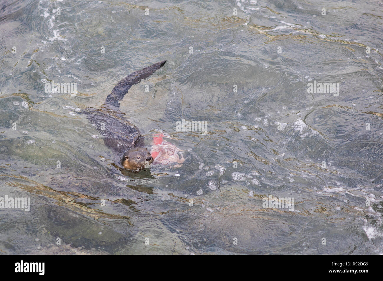 Une loutre de plongée et de jouer avec les droits de la terre sur les eaux polluées à Quintay Pier un vieux village de pêcheurs de baleines près de Santiago de ville Banque D'Images