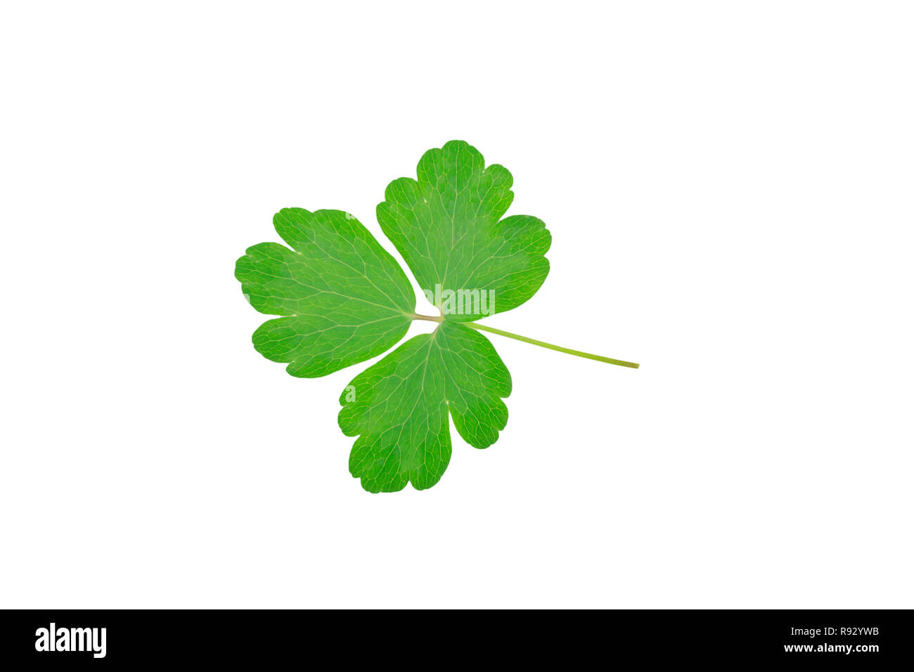 Une feuille verte avec des stries isolé sur fond blanc Banque D'Images