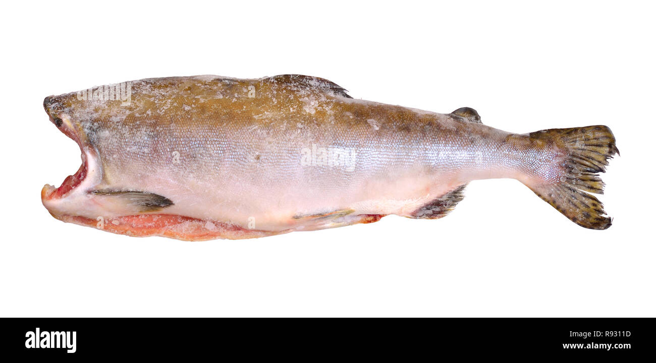 Poissons congelés frais-saumon rose sans tête. Isolé sur fond blanc Banque D'Images