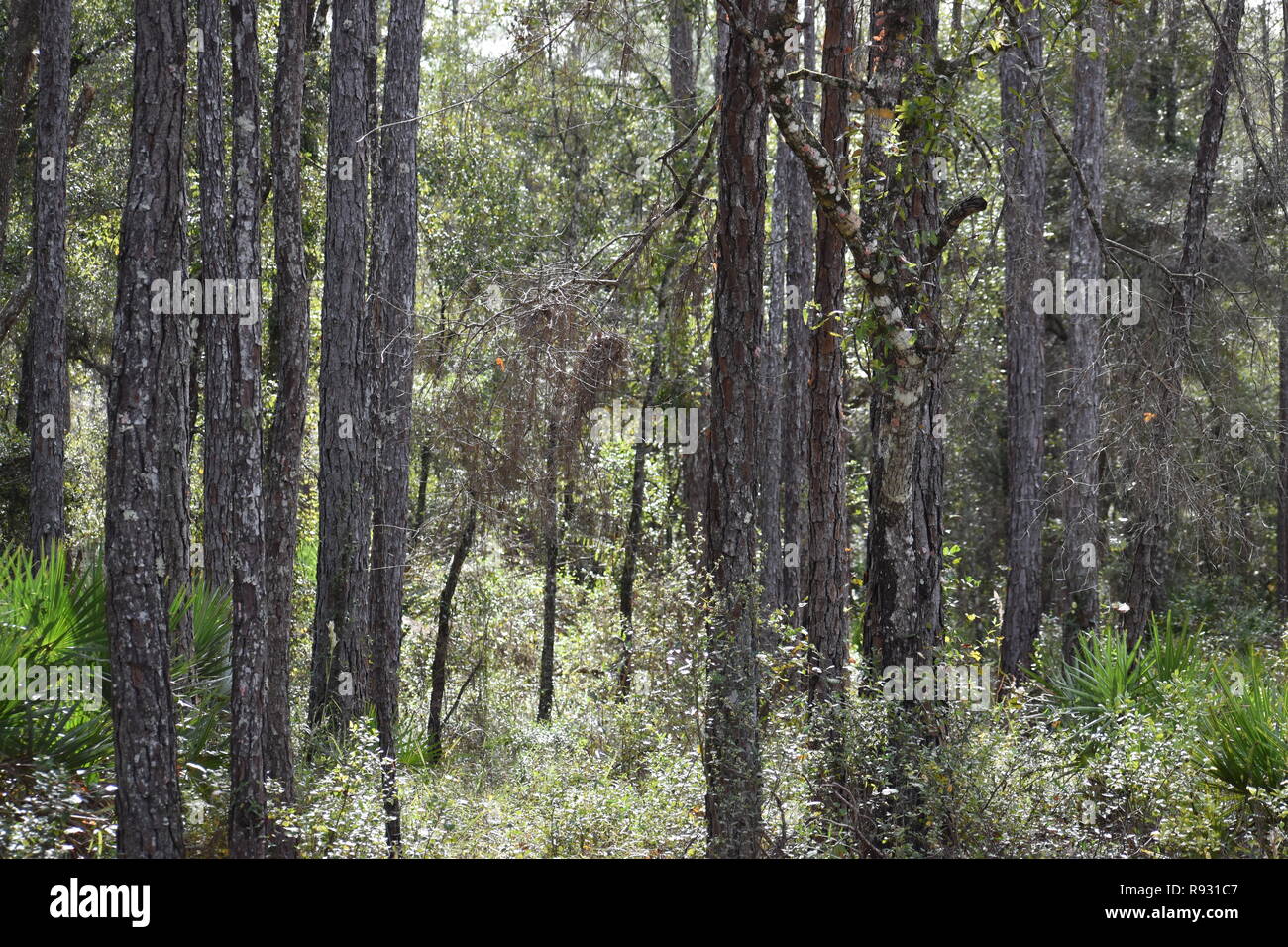 Pins dans marais vert dans la région de Lakeland en Floride. Banque D'Images