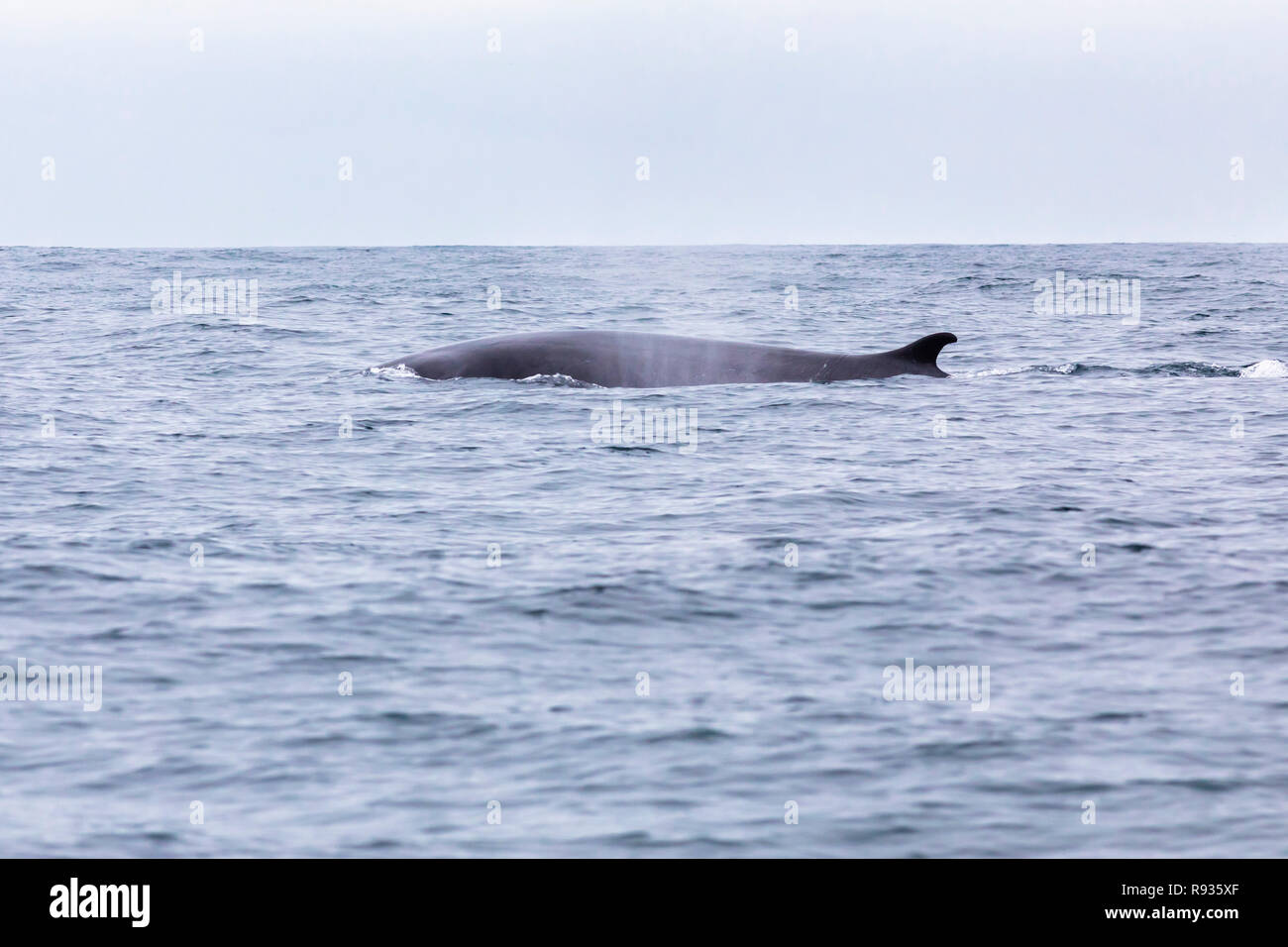 Natation les rorquals communs dans les eaux de l'océan Pacifique en face de désert d'Atacama au Chili, un endroit agréable pour l'observation des baleines et sea life marine Banque D'Images