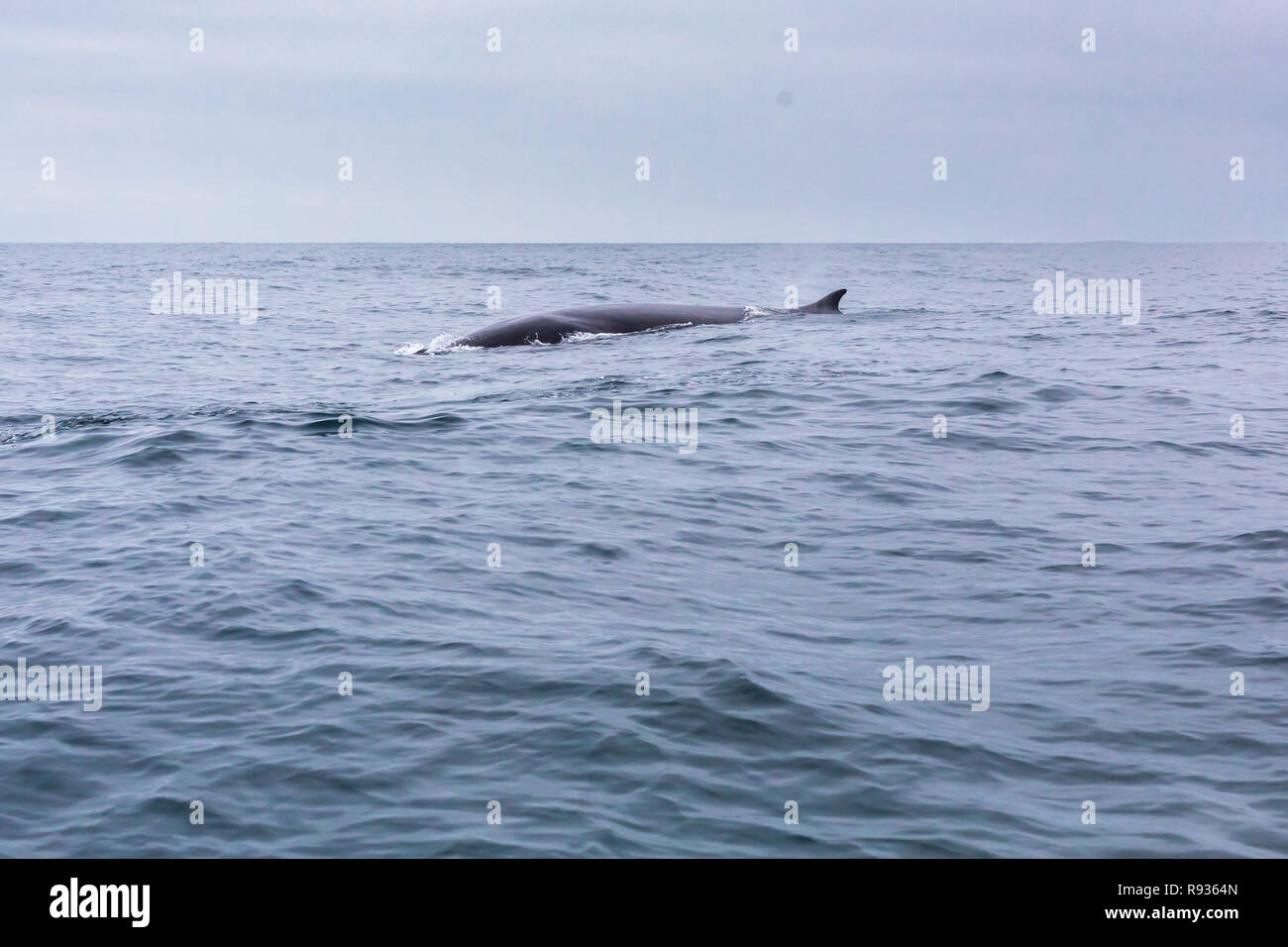 Natation les rorquals communs dans les eaux de l'océan Pacifique en face de désert d'Atacama au Chili, un endroit agréable pour l'observation des baleines et sea life marine Banque D'Images