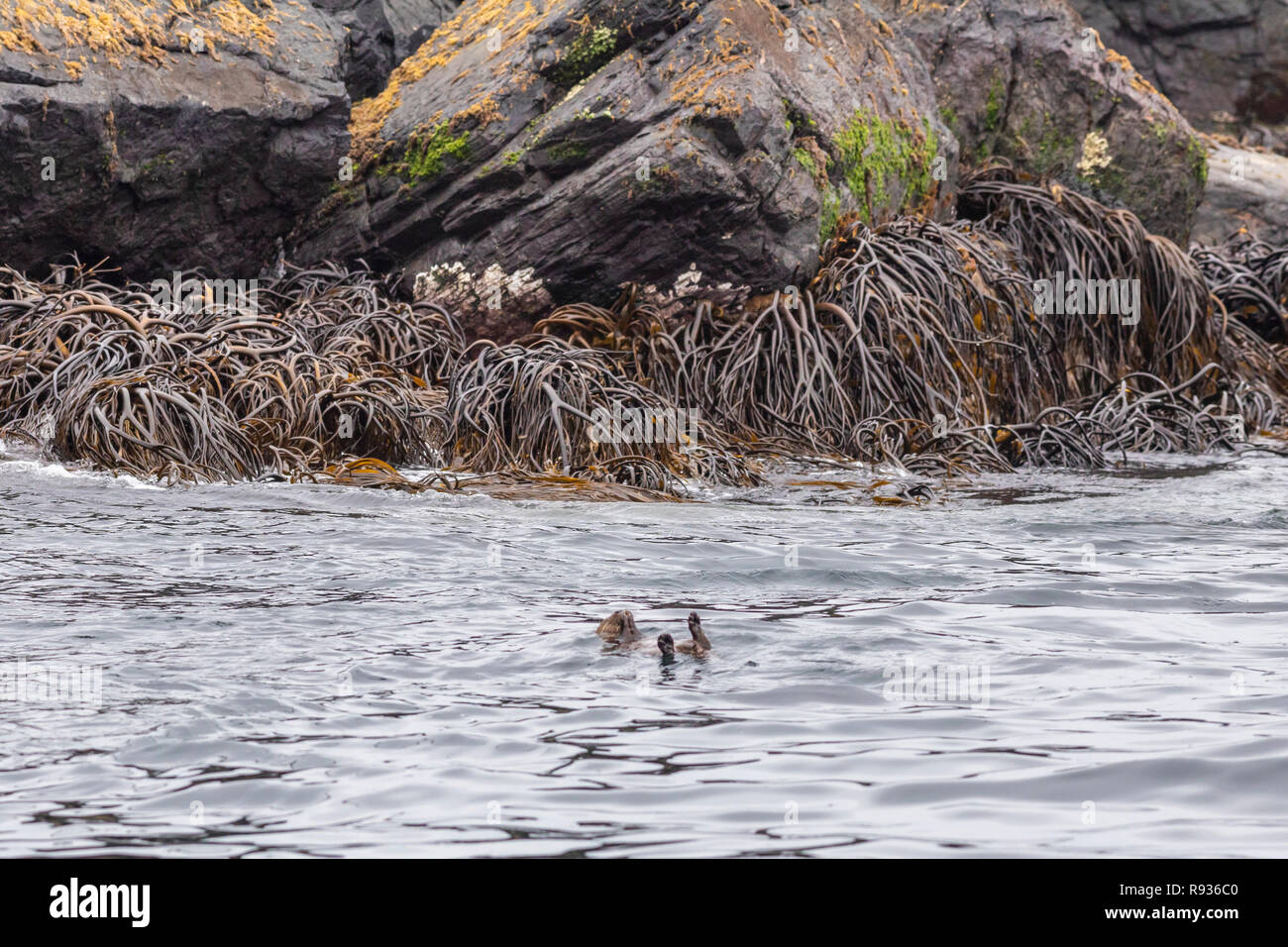 L'île de Chanaral dans désert d'Atacama, au Chili, est un endroit fantastique pour voir la faune comme la loutre de Mariner. Seagull voler la nourriture de la Loutre Banque D'Images