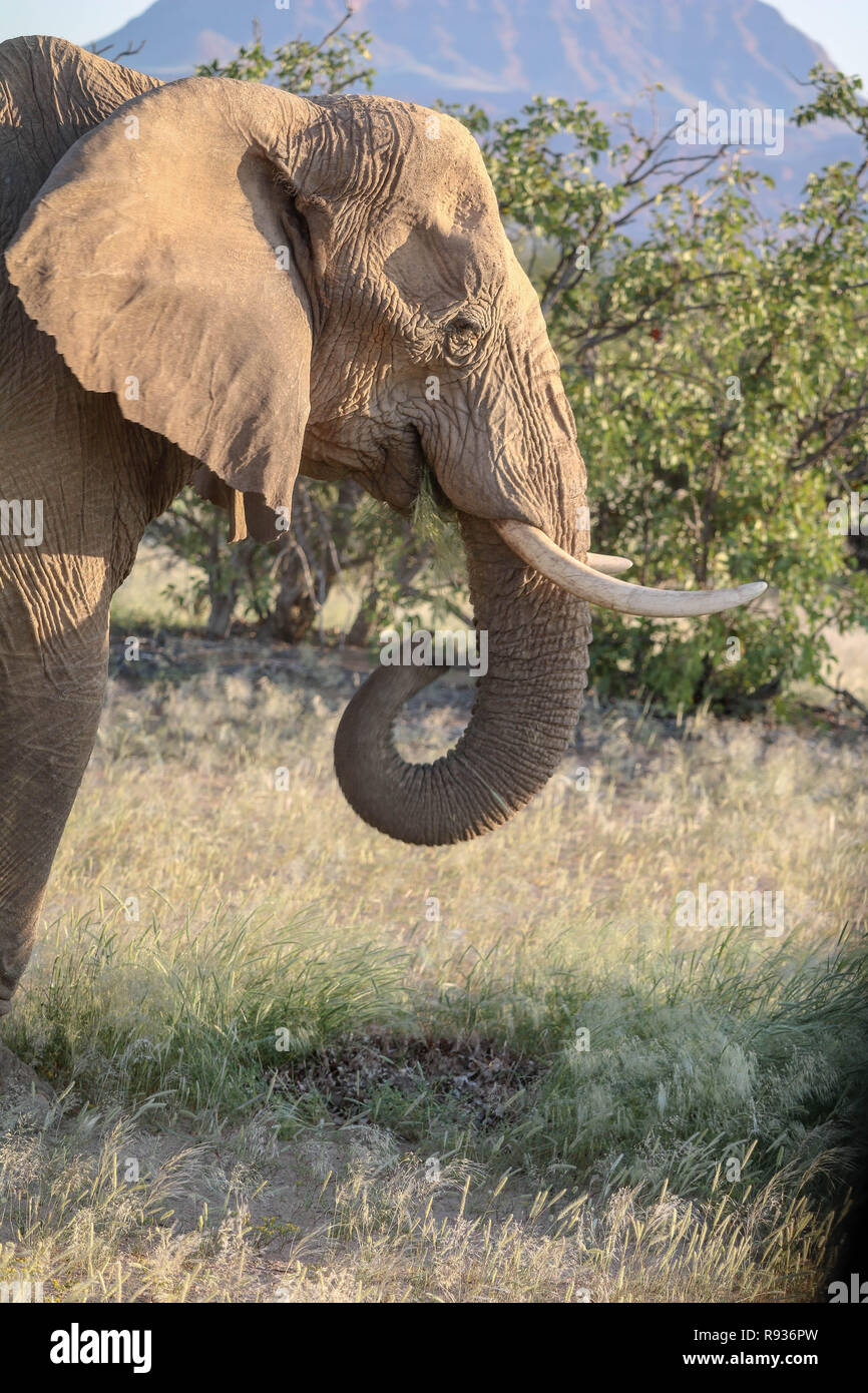 Namibienne d'éléphants sauvages Banque D'Images