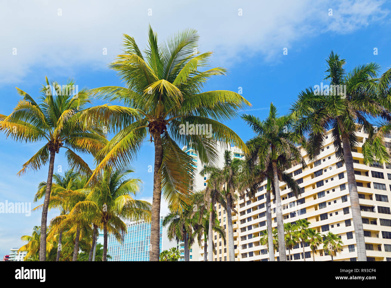 Les palmiers et les bâtiments modernes de Miami Beach. Destination vacances - Miami Beach, Floride, USA Banque D'Images