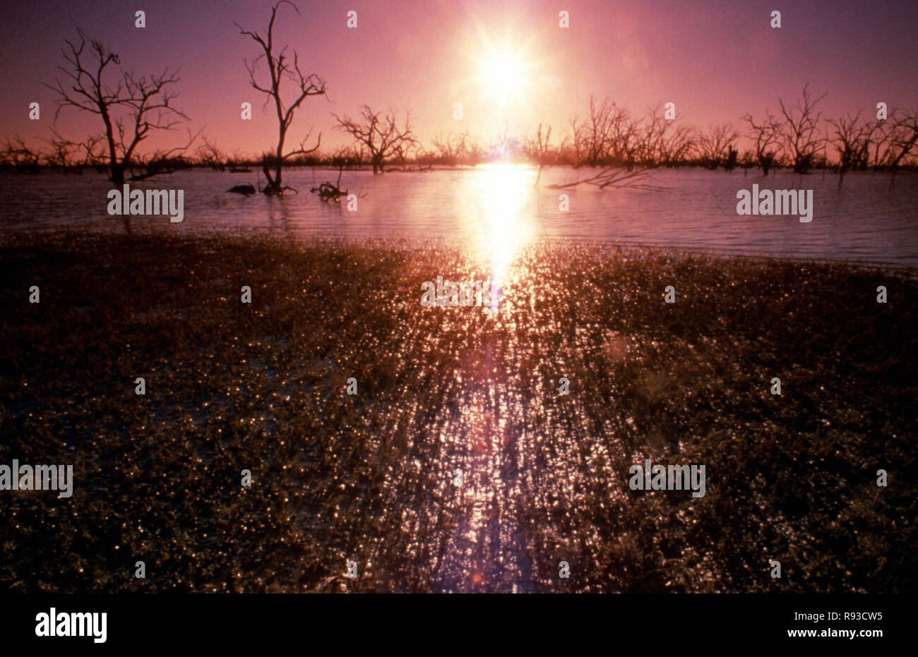 Noyé boîte noire des arbres, LAC CAWNDILLA, l'UN DES QUATRE LACS QUI COMPOSENT LE SYSTÈME, LES LACS MENINDEE NSW, Australie Banque D'Images