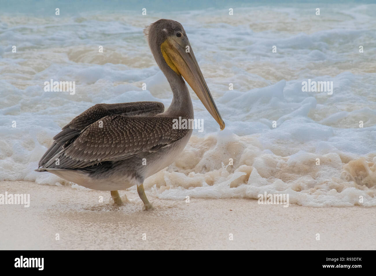 - Pelican Pélican brun Pelecanus occidentalis / Pelecanidae d'oiseaux d'eau w/ grand bec - gorge pochette dans Aruba / île des Caraïbes - oiseaux de mer Banque D'Images