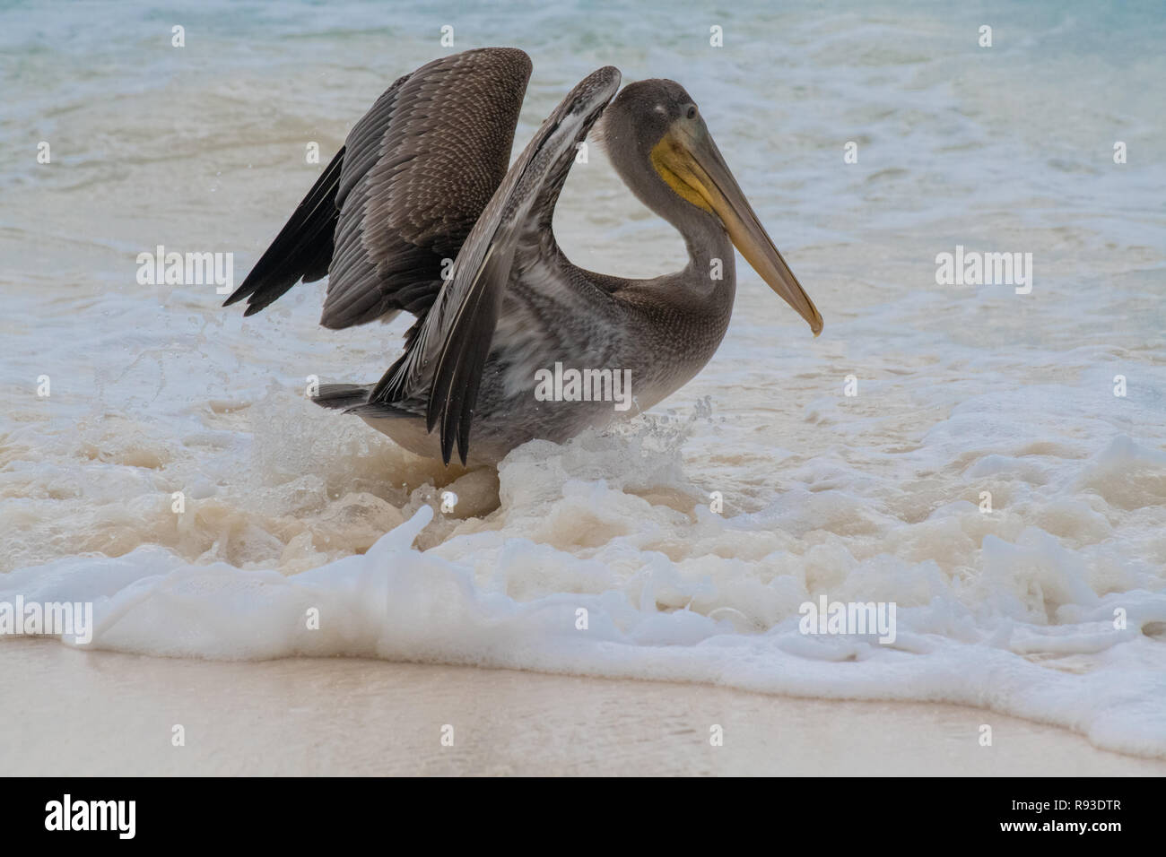 - Pelican Pélican brun Pelecanus occidentalis / Pelecanidae d'oiseaux d'eau w/ grand bec - gorge pochette dans Aruba / île des Caraïbes - oiseaux de mer Banque D'Images