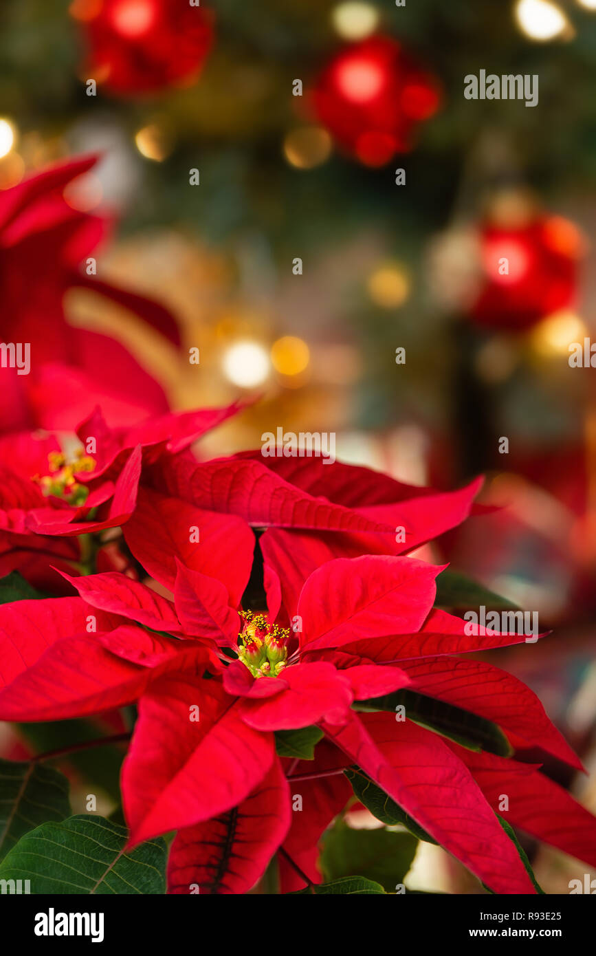Red Poinsettia Euphorbia Pulcherrima étoile De Noël Fleur