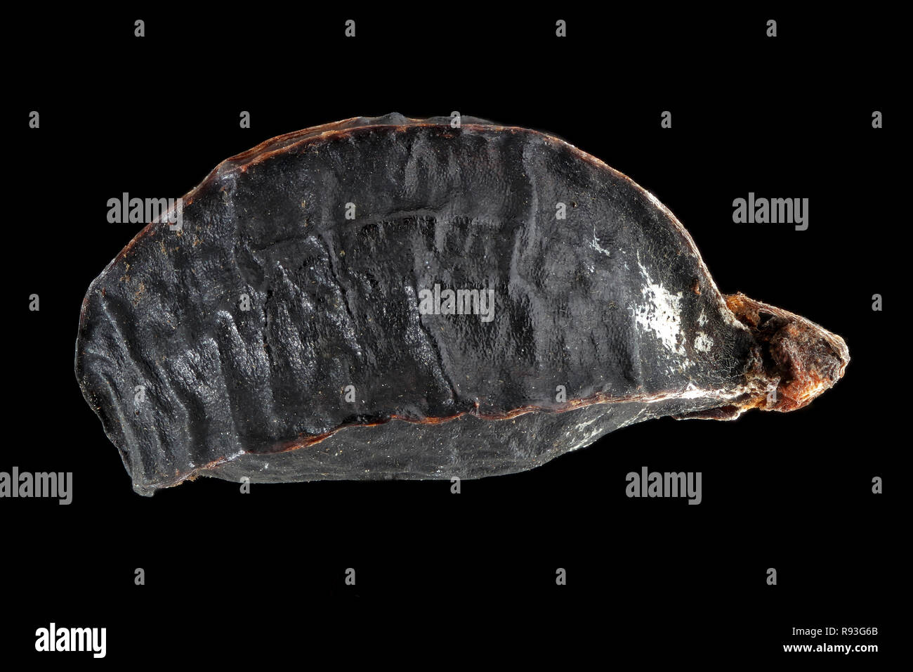 Smyrnium olusatrum, Alexanders, Gelbdolde, semences, Close up, la taille de la semence 5-8 mm Banque D'Images