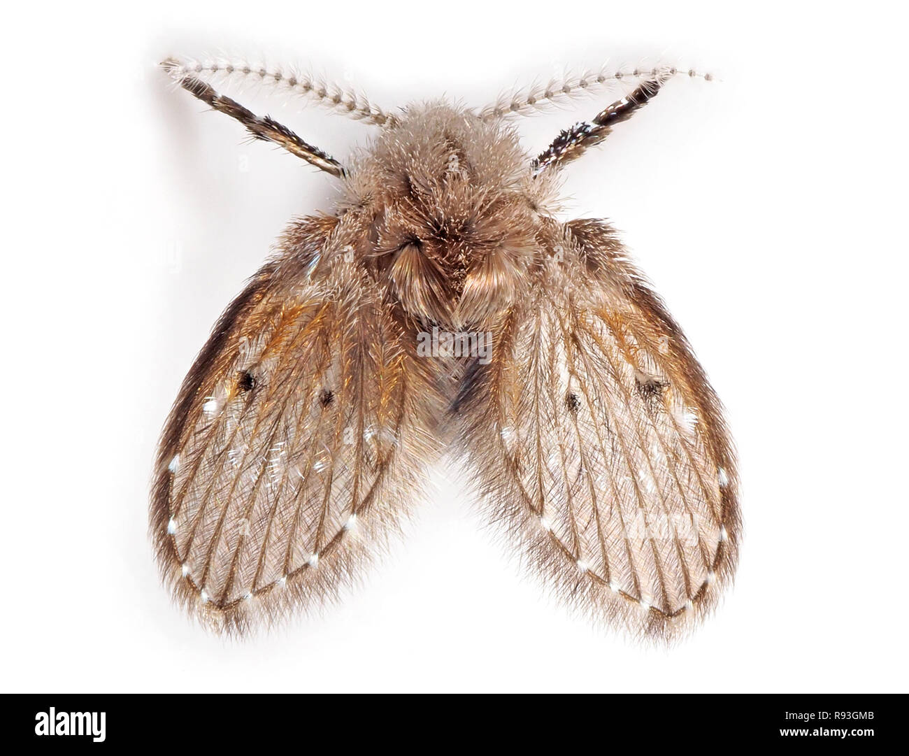 Macro Photographie d'oiseaux voler isolé sur fond blanc Banque D'Images