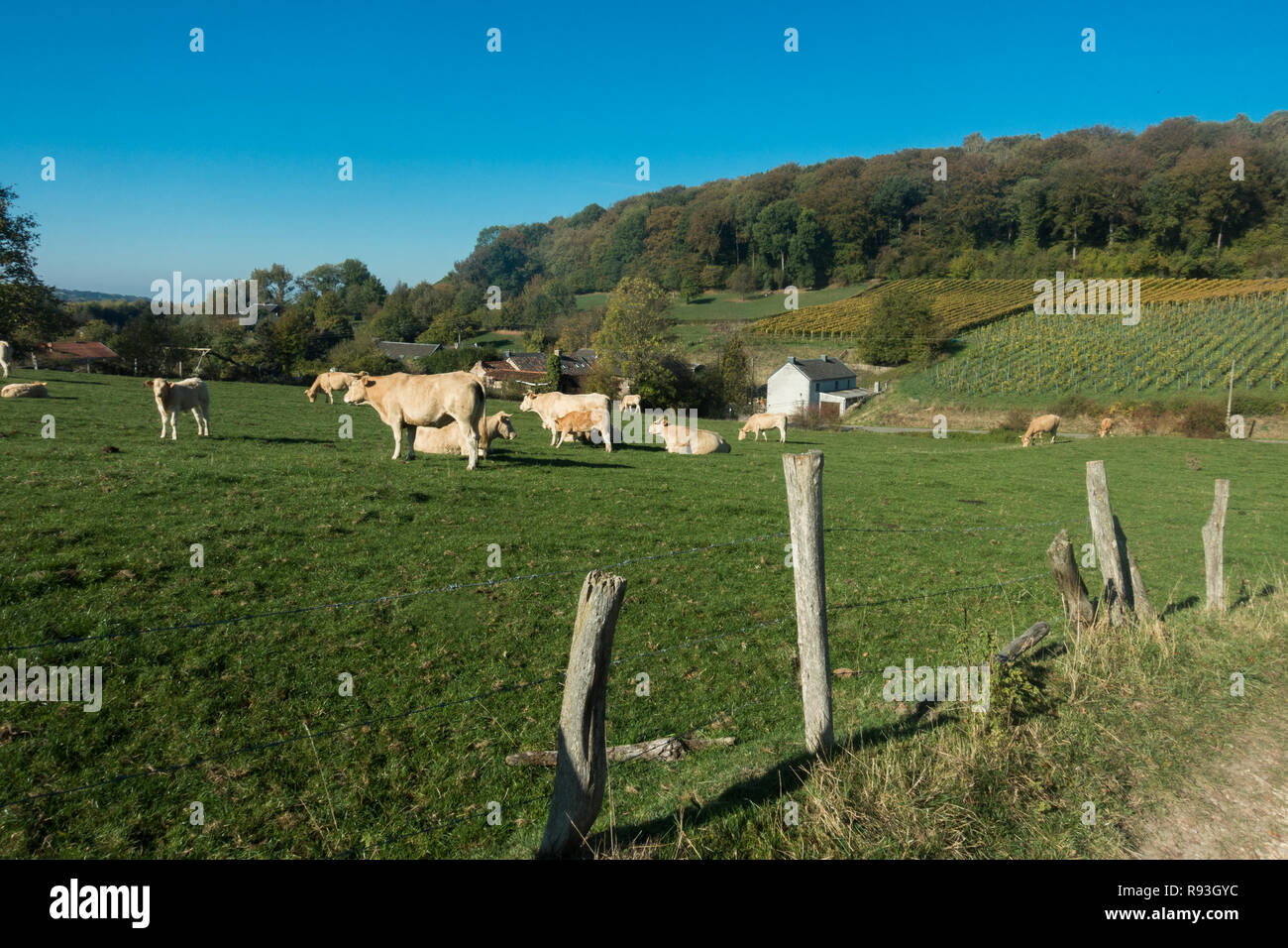 Dans la vallée de Voerstreek dans les Ardennes belges. Fourons est une municipalité flamande de Belgique située dans la province de Limbourg. Banque D'Images