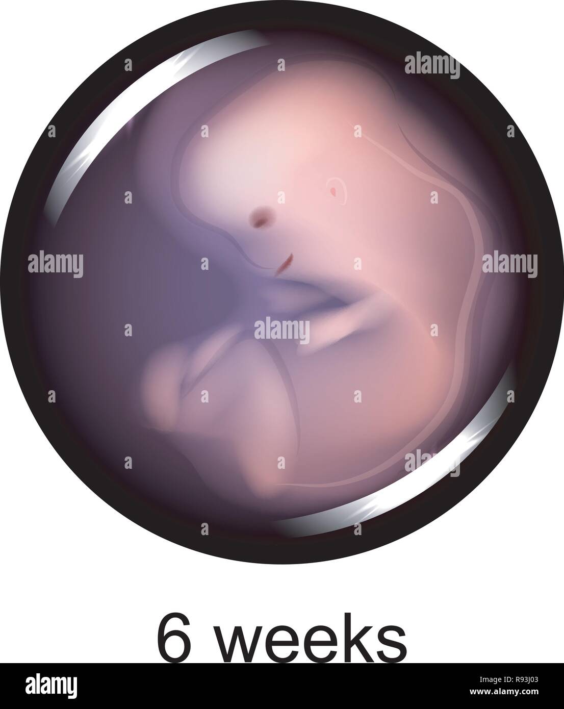 Vector illustration d'un embryon humain de 6 semaines Illustration de Vecteur