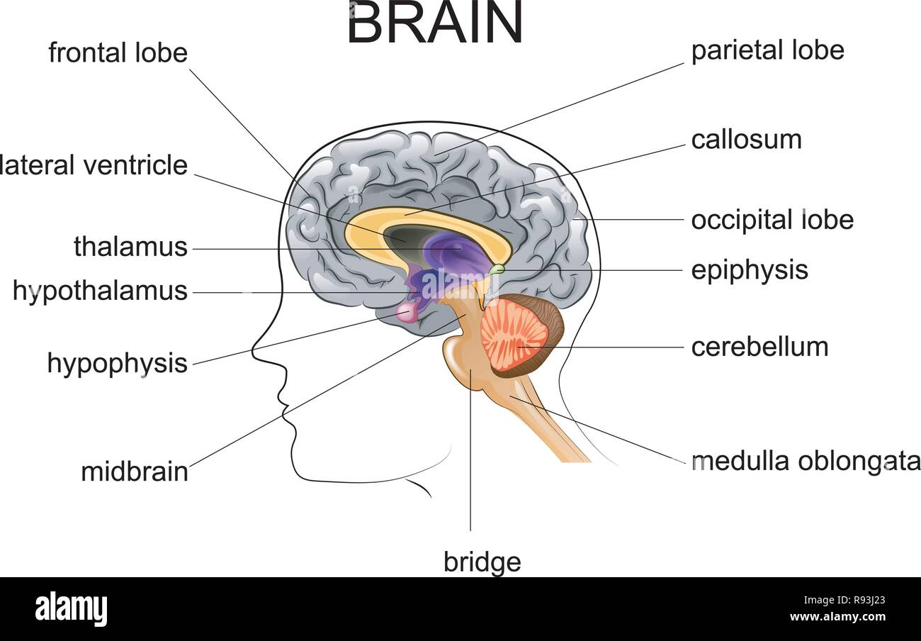 Illustration vecteur de l'anatomie du cerveau humain Illustration de Vecteur