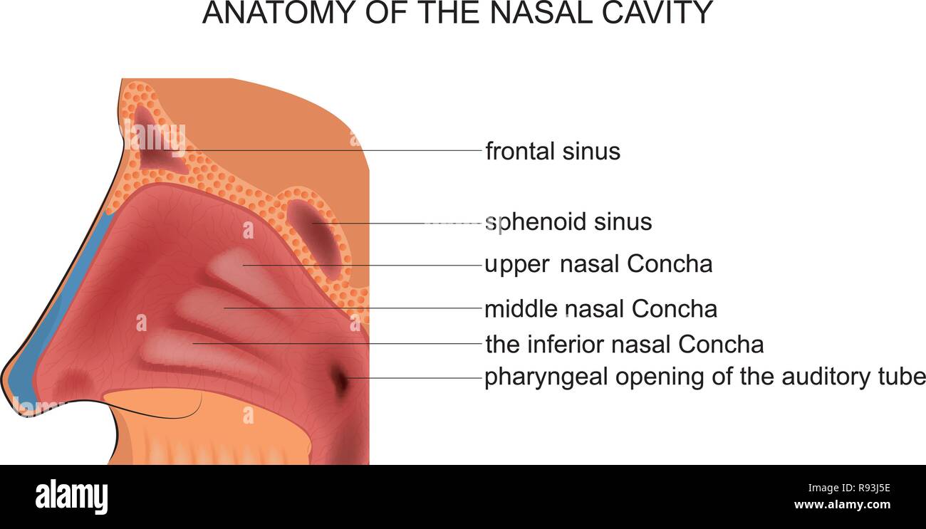 Illustration vecteur de l'anatomie de la cavité nasale Illustration de Vecteur