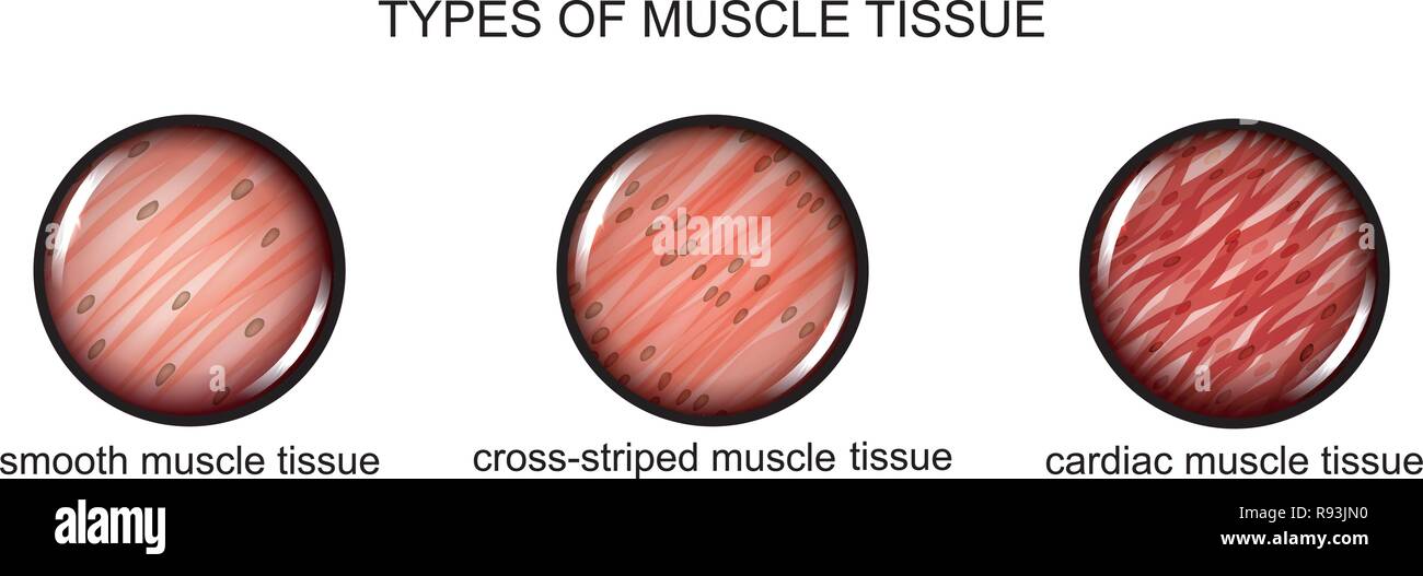 Vector illustration de types de tissu de muscle Illustration de Vecteur