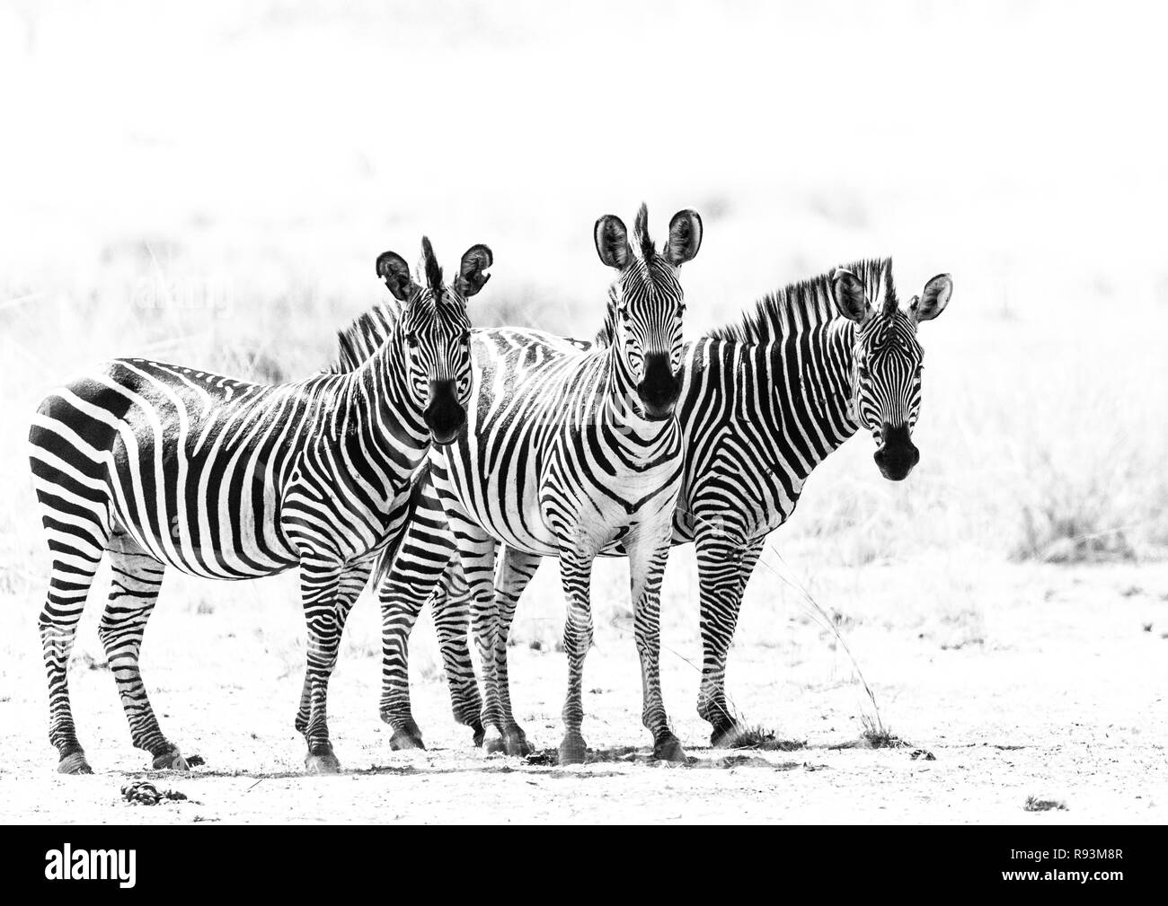 Face à l'appareil photo, trio de jeunes zèbres du Crawshay (Equus quagga crawshayi), le parc national de South Luangwa, en Zambie Banque D'Images