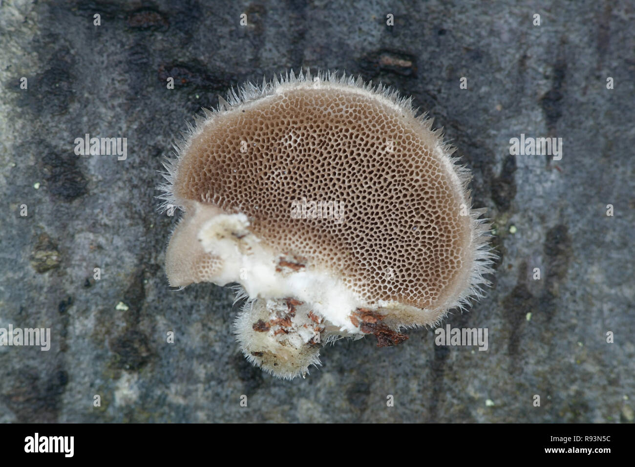 Hairy champignon, Trametes hirsuta Banque D'Images