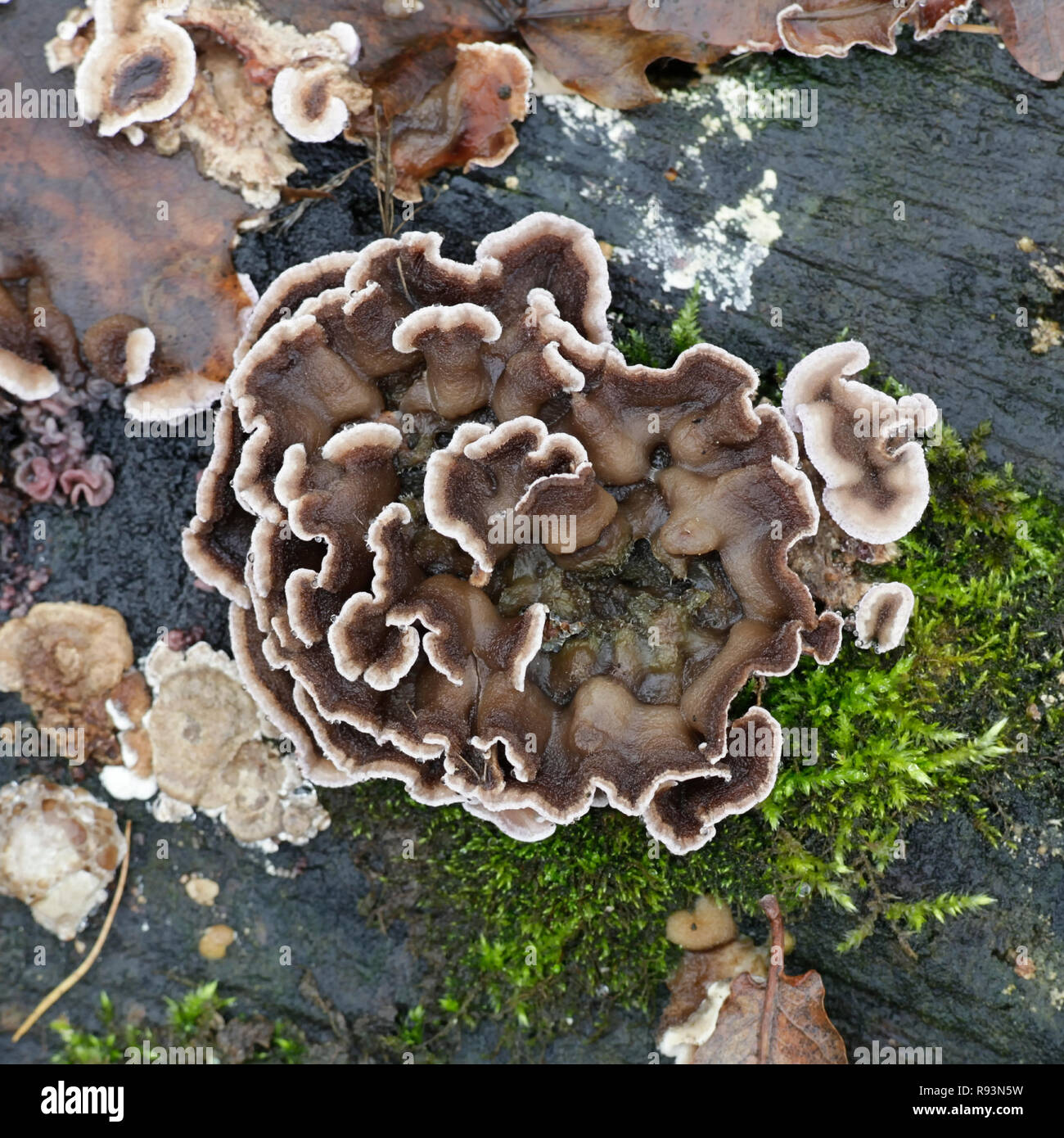 Champignon Chondrostereum purpureum, décora Banque D'Images