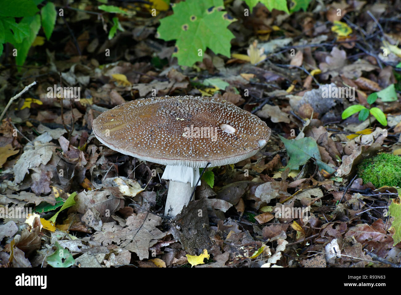 L'Amanita rubescens, blush mushroom Banque D'Images