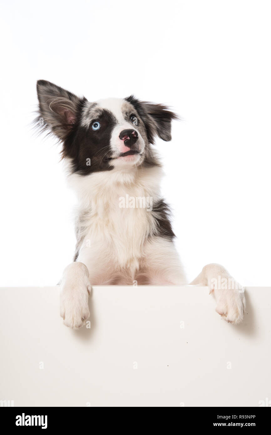 Jeune chien border collie à la recherche sur un mur isolé sur fond blanc Banque D'Images