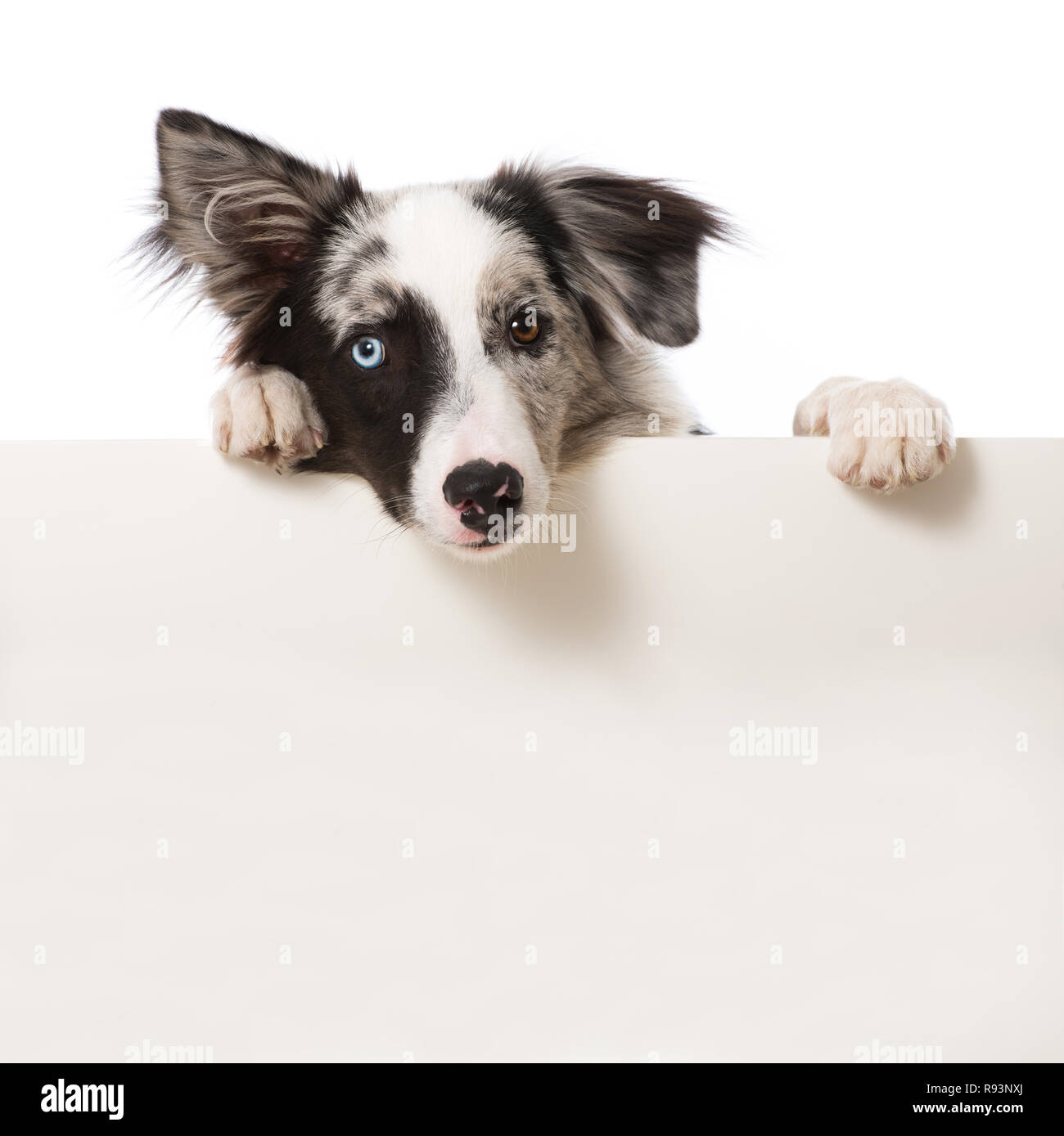 Jeune chien border collie à la recherche sur un mur isolé sur fond blanc Banque D'Images