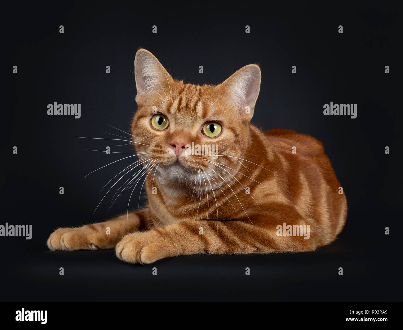 Adorable jeune rouge adultes American Shorthair tabby cat, fixant. En regardant avec les yeux jaune/vert. Isolé sur un fond noir. Banque D'Images