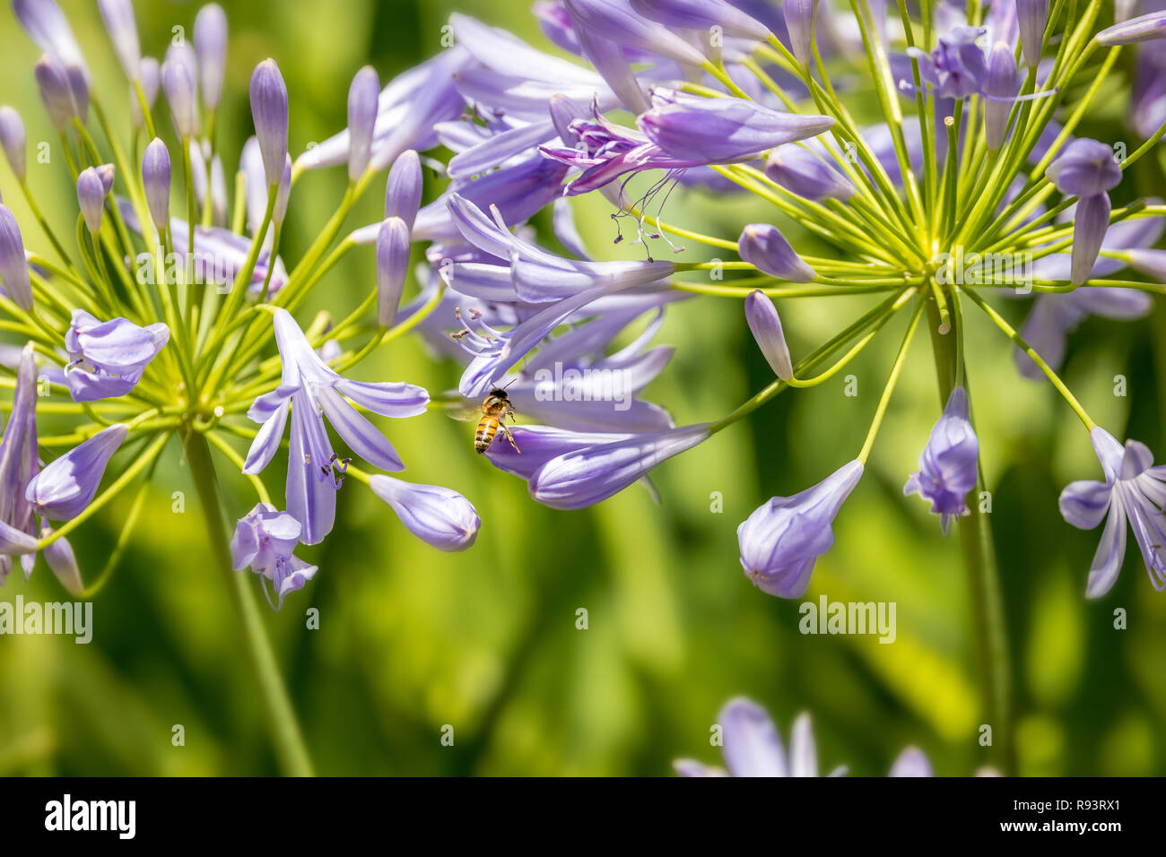 Abeille et violet Agapanthus (Lily of the Nile) Banque D'Images