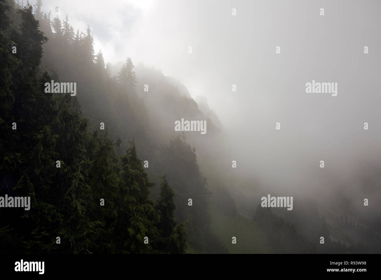 WA15582-00...WASHINGTON - Le Brouillard couvrant le fil vu depuis le pic de l'Aigle Trail selle dans Mount Rainier National Park. Banque D'Images