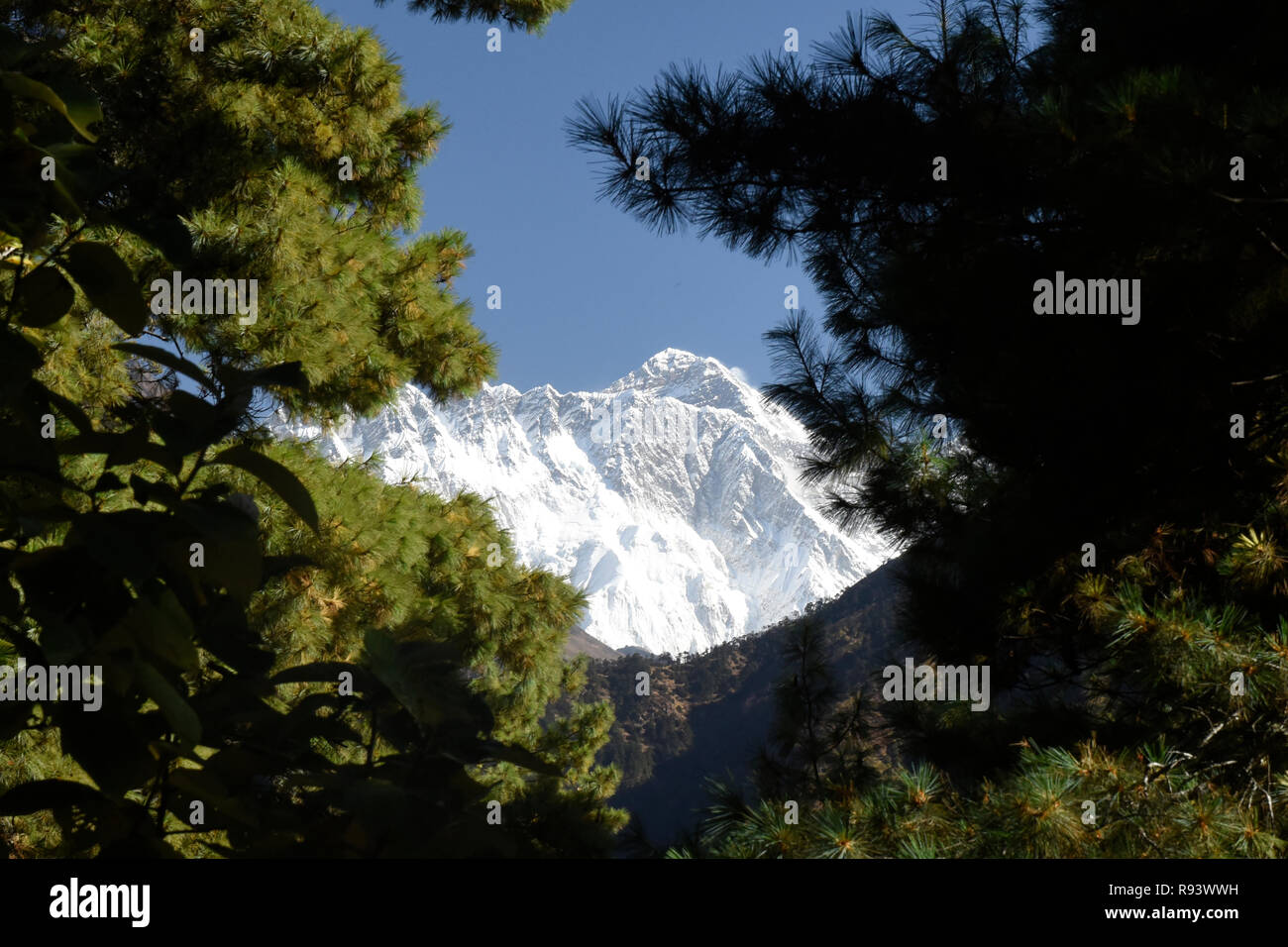 Le mont Everest vue à travers les arbres, Khumbu, Népal Banque D'Images Le mont Everest vue à travers les arbres, Khumbu, Népal Banque D'Images