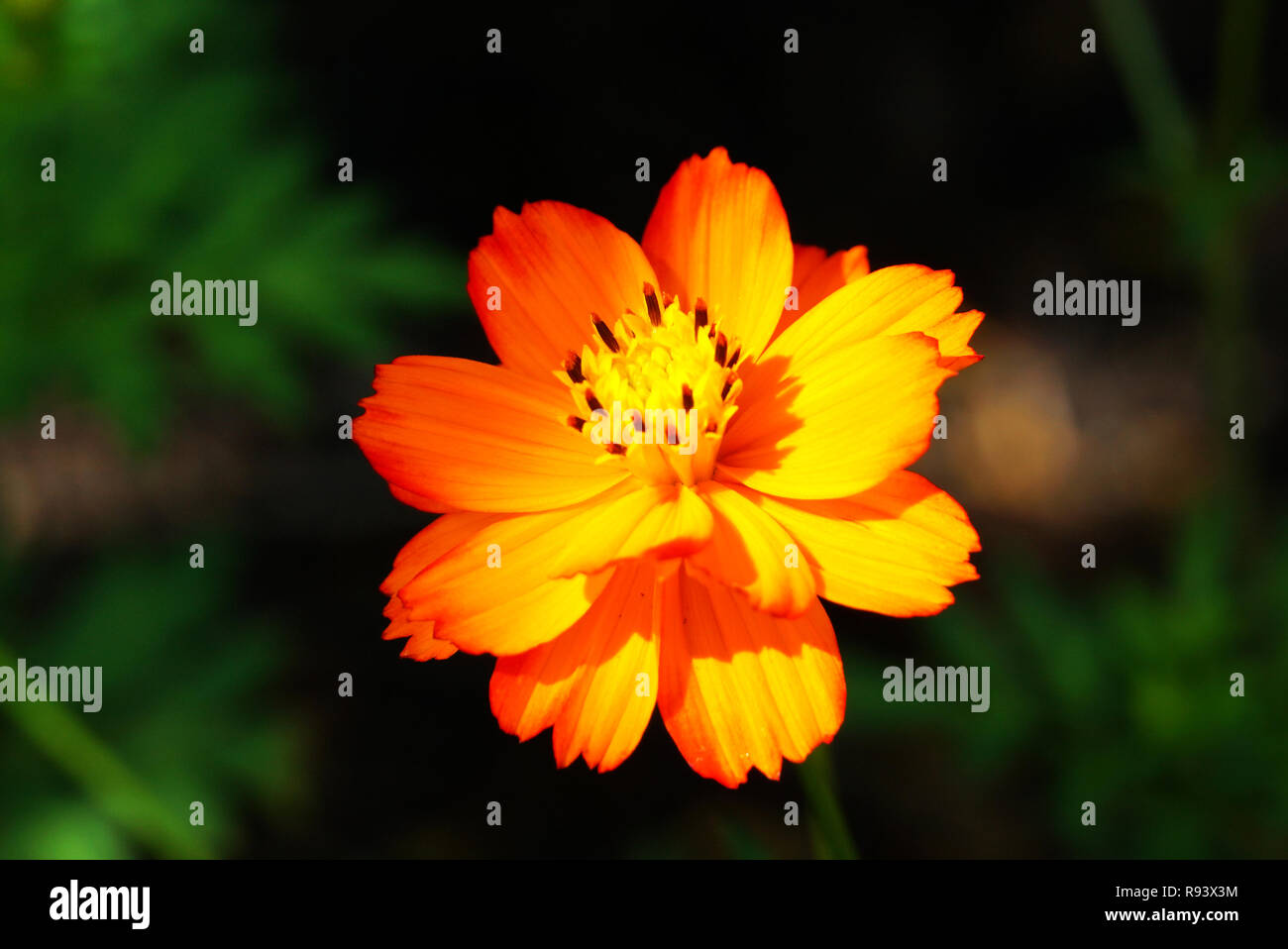 Close up du soleil sur la fleur dans le jardin Banque D'Images