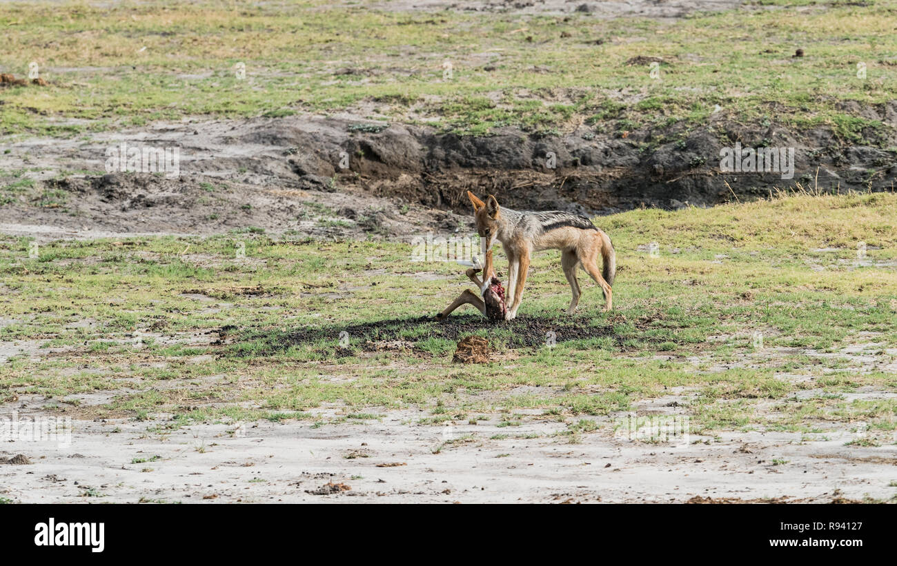 Le chacal à dos noir (Canis mesomelas) dans la faune de manger l'antilope, Afrique du Sud Banque D'Images
