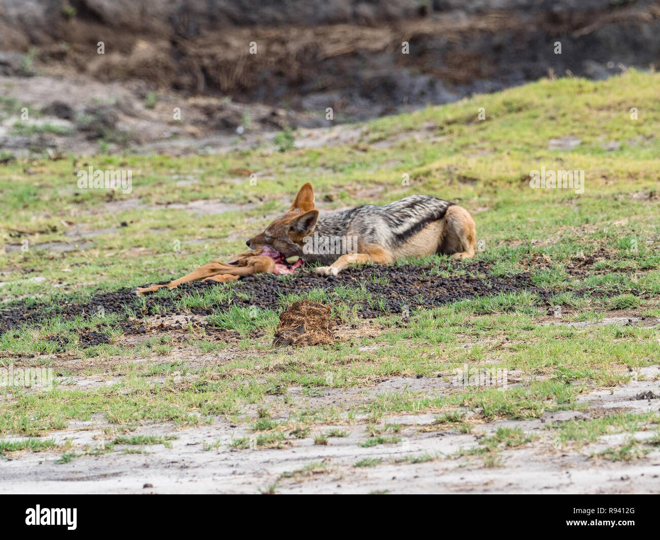 Le chacal à dos noir (Canis mesomelas) dans la faune de manger l'antilope, Afrique du Sud Banque D'Images