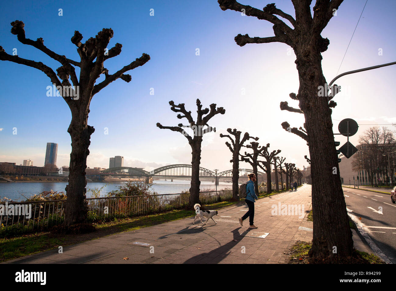Tilleuls étêtés sur la rue Konrad-Adenauer-Ufer sur le Rhin, Cologne, Allemagne. beschnittene Linden suis Konrad-Adenauer-Ufer am Rhein, K Banque D'Images