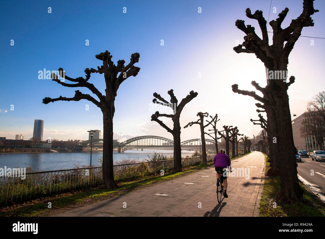 Tilleuls étêtés sur la rue Konrad-Adenauer-Ufer sur le Rhin, Cologne, Allemagne. beschnittene Linden suis Konrad-Adenauer-Ufer am Rhein, K Banque D'Images