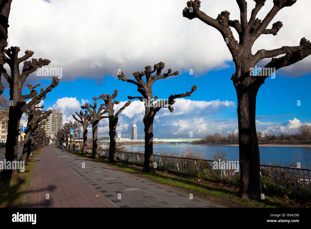 Tilleuls étêtés sur la rue Konrad-Adenauer-Ufer sur le Rhin, Cologne, Allemagne. beschnittene Linden suis Konrad-Adenauer-Ufer am Rhein, K Banque D'Images